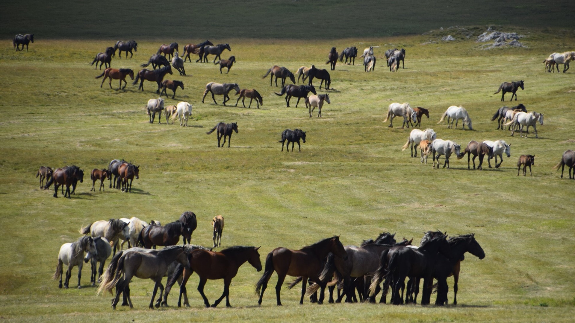 Livno Wild Horses